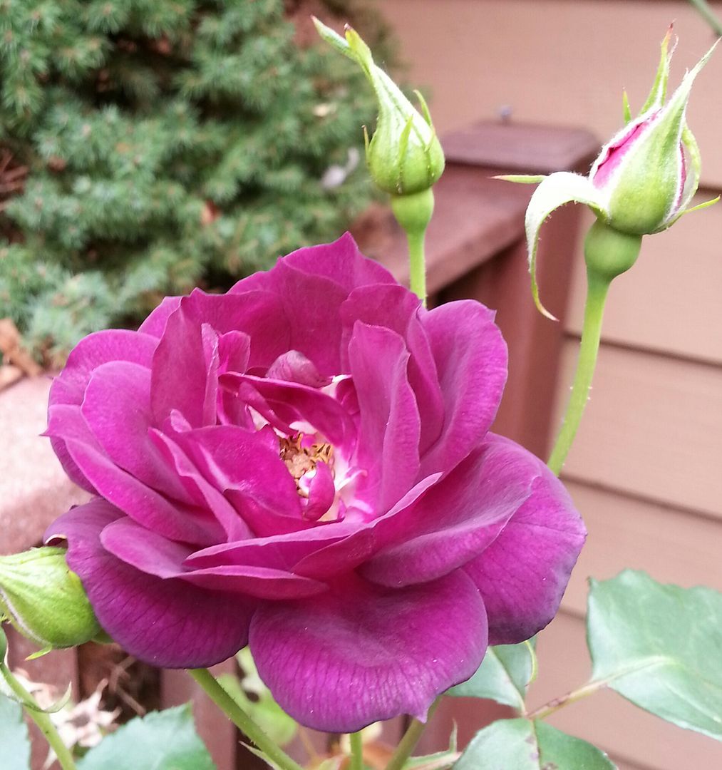  photo 20140920_102340-1_zps4gsqiwly.jpg